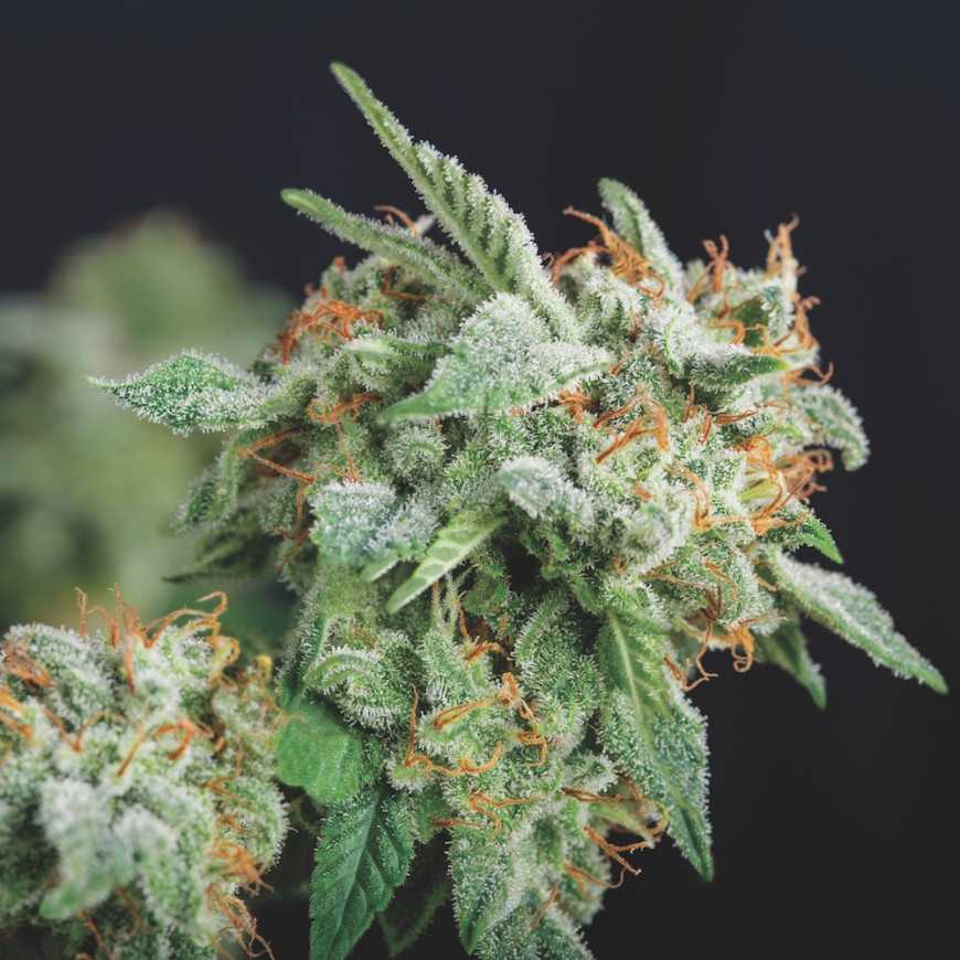 Pyramid Seeds - Northern Lights x Runtz Limited Edition Gold Line Feminized