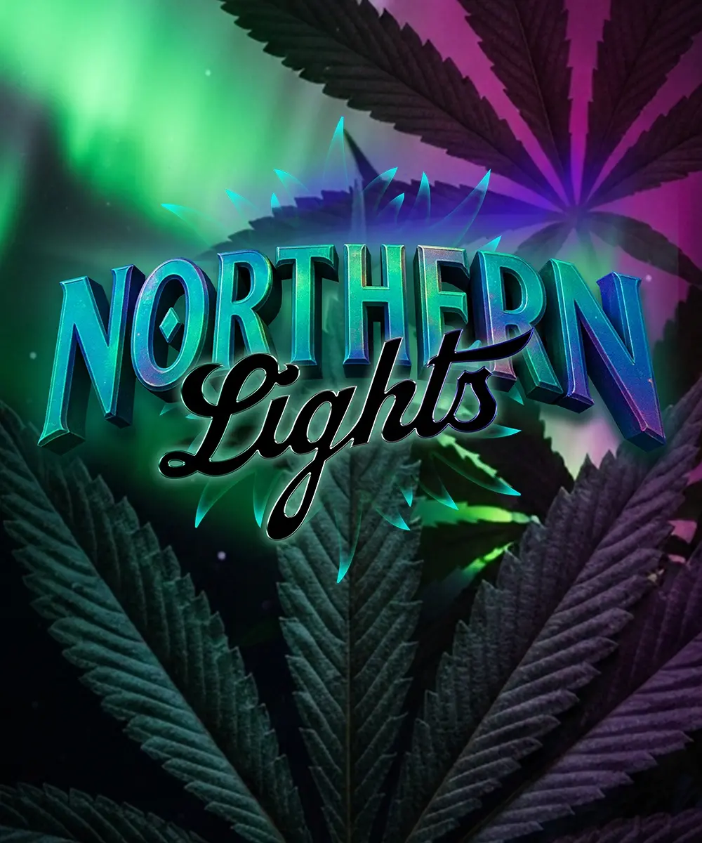 Barney's Farm Seeds -Northern Lights - Feminized