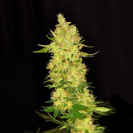 Dready Seeds NorthernCheese Feminized