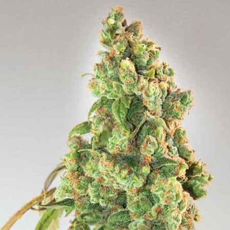 2026 Cannabis Seed Collection - Nurse Lilly CBD - Feminized