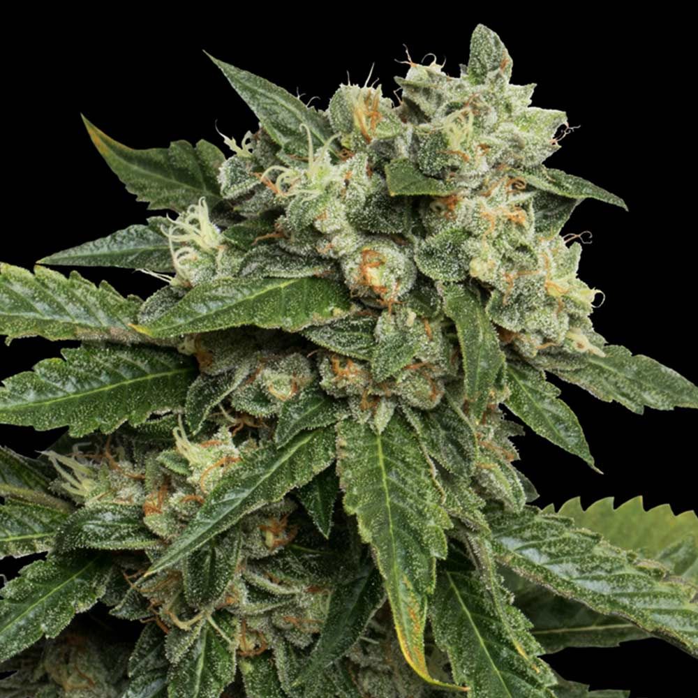 DNA Genetics - OG #18 - Feminized DNA Genetics - OG #18 - Feminized