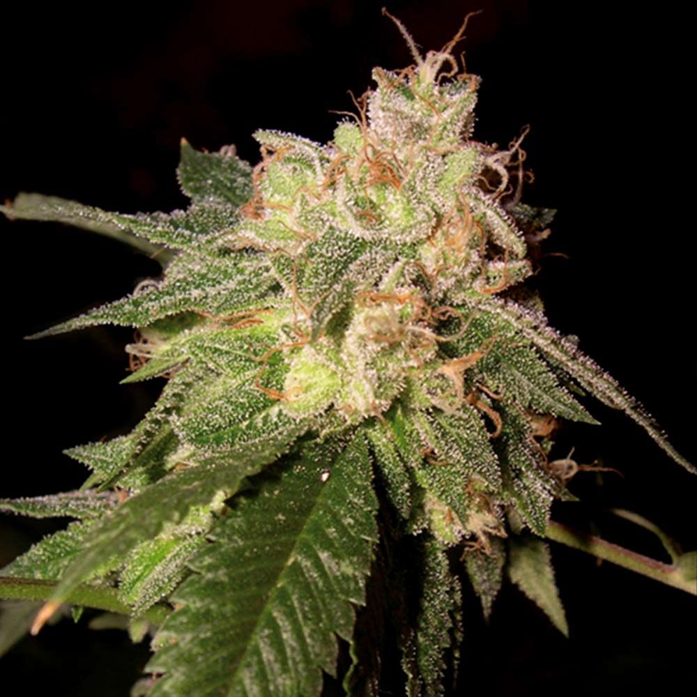 DNA Genetics - OG Kush - Feminized DNA Genetics - OG Kush - Feminized