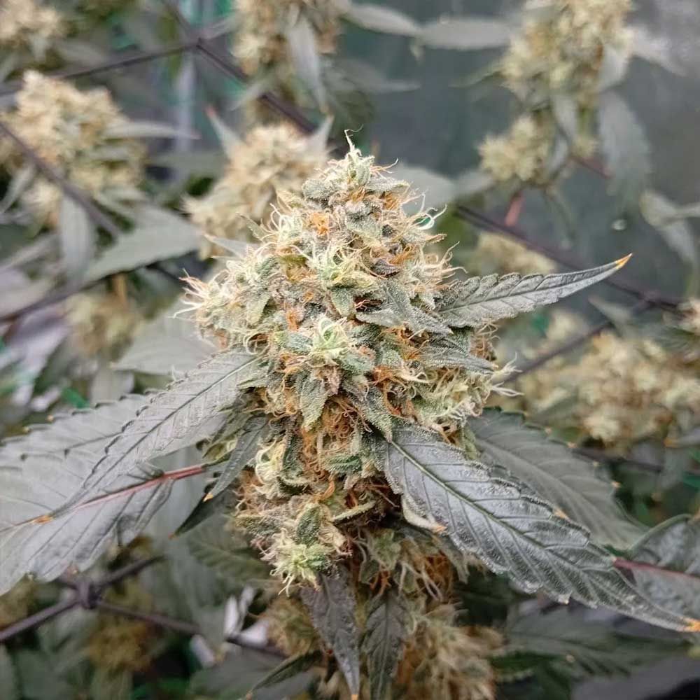 Conscious Genetics - OG Scotti Regular