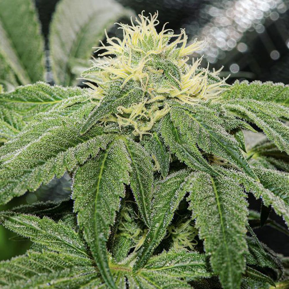 Karma Genetics Seeds - ChemTini - Regular Karma Genetics Seeds - ChemTini - Regular