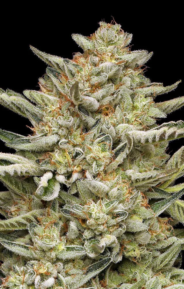 Humboldt Seed Company - OG Triploid Auto Feminized