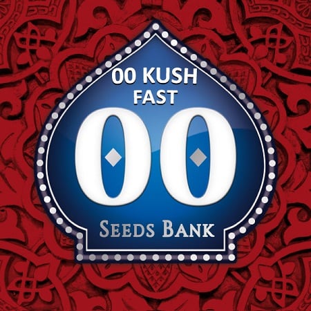 OO Kush Fast Version - Feminized - OO Seeds