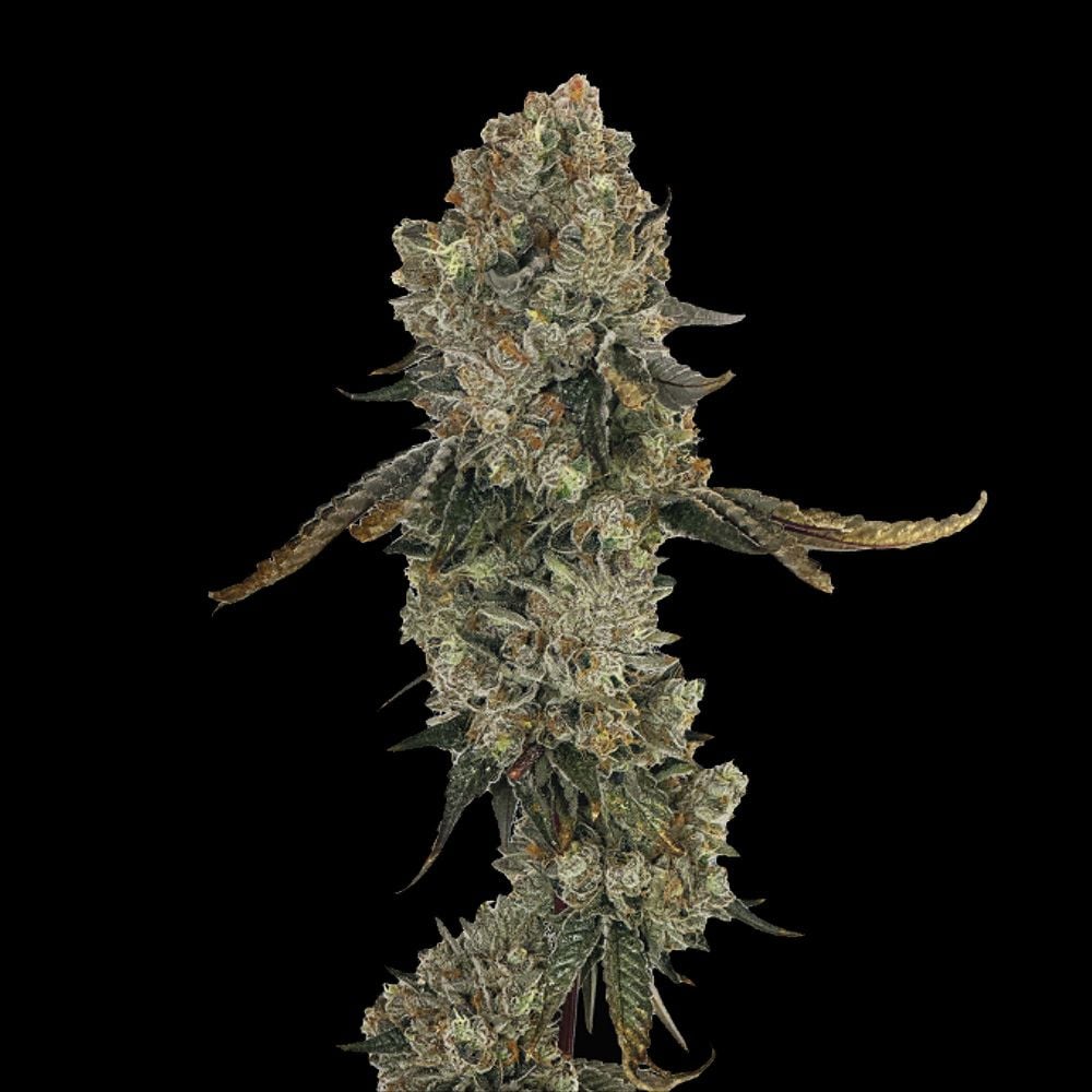 Grateful Seeds - Obsession Feminized