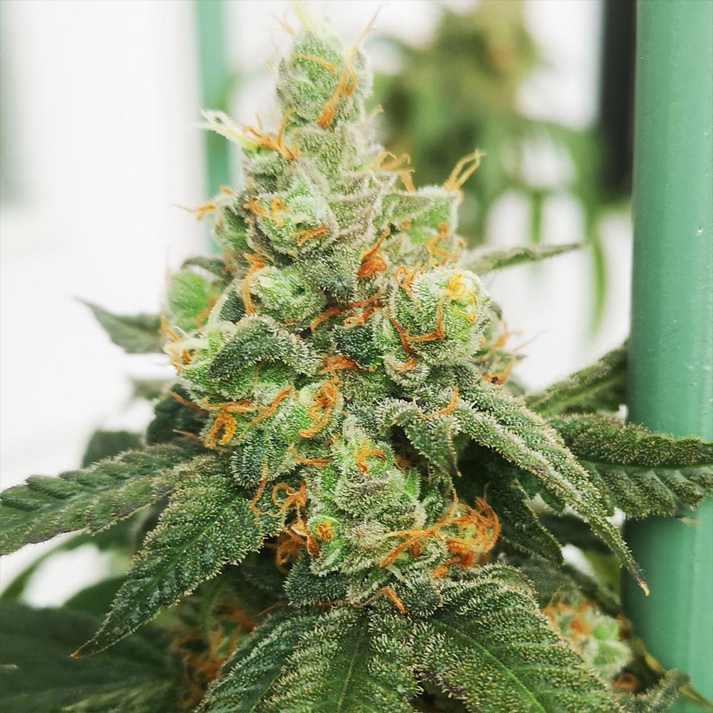 Old School Genetics - Old Gas Station Feminized