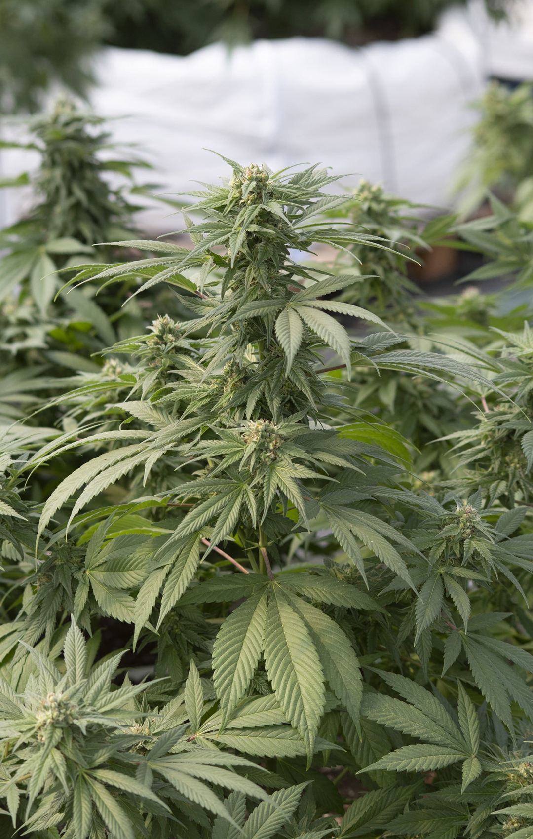 CBD Hemp Premium - Olympus CBD - Feminized CBD Hemp Premium - Olympus CBD - Feminized
