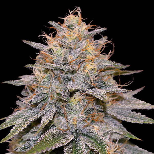 G13 Labs - Orange Frappe Feminized