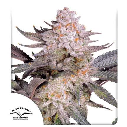 Dutch Passion Seeds - Orange Bud 2.0 Feminised