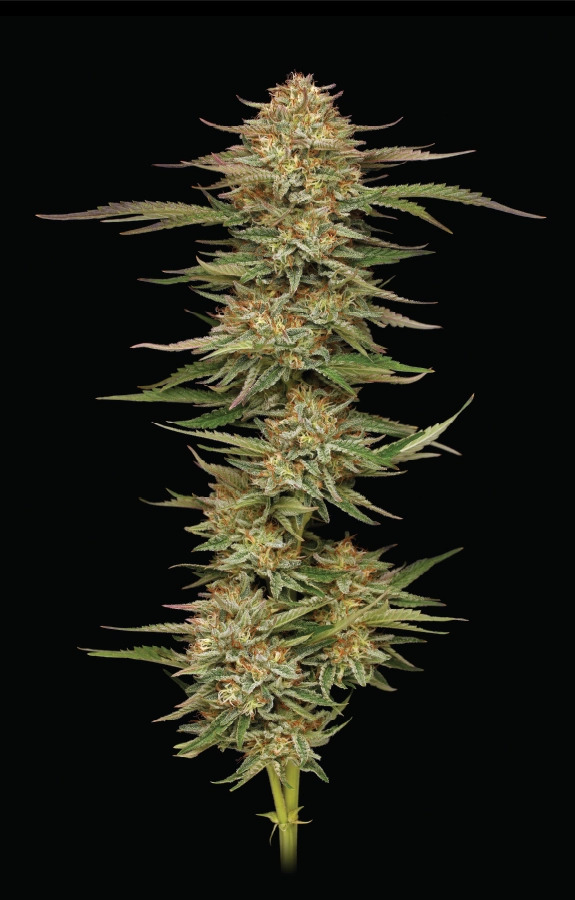Humboldt Seed Company - Orange Creampop - Feminised