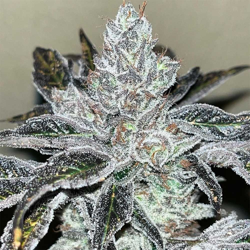 Old School Genetics - Oreoz Kosher Feminized