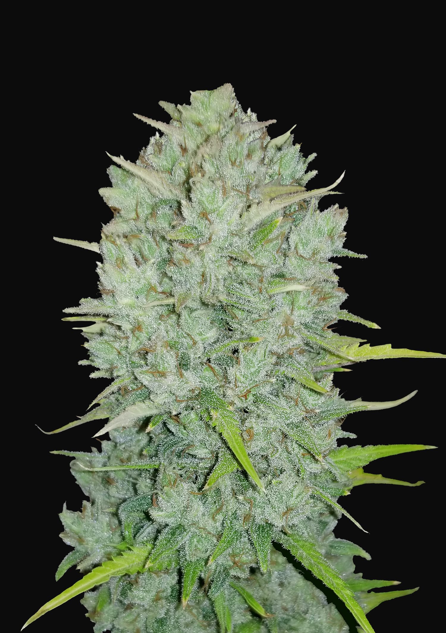 Fast Buds Seeds - Original Auto Northern Lights - Feminised