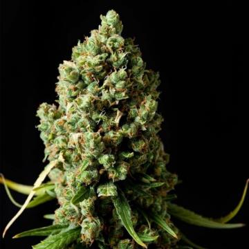 Phoenix Seeds - Original Skunk Feminised