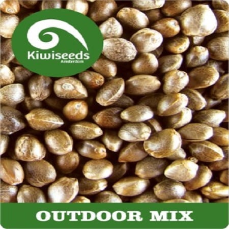 Outdoor Mix - Feminized - Kiwi Seeds