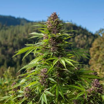 Phoenix Seeds - Outdoor UK Auto Feminised