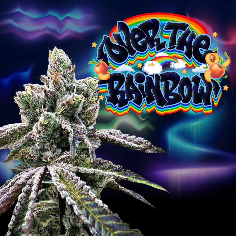 Perfect Tree Seeds - Over The Rainbow - Regular Perfect Tree Seeds - Over The Rainbow - Regular