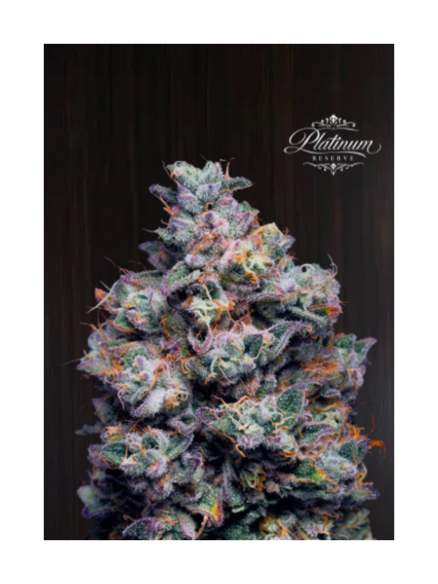 Platinum Reserve - Açai Velvet Feminized