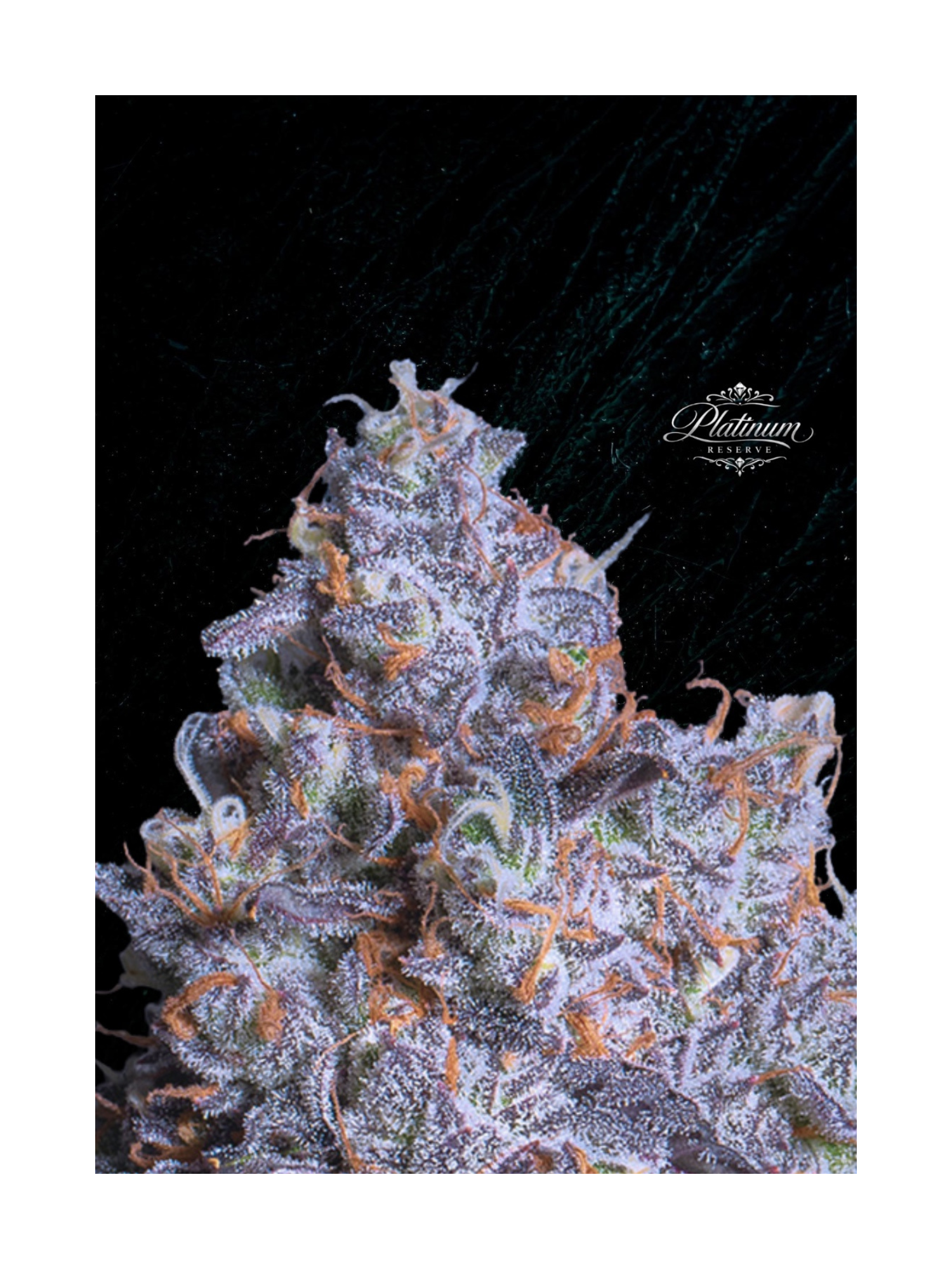 Platinum Reserve - Black Cherry Noir Feminized