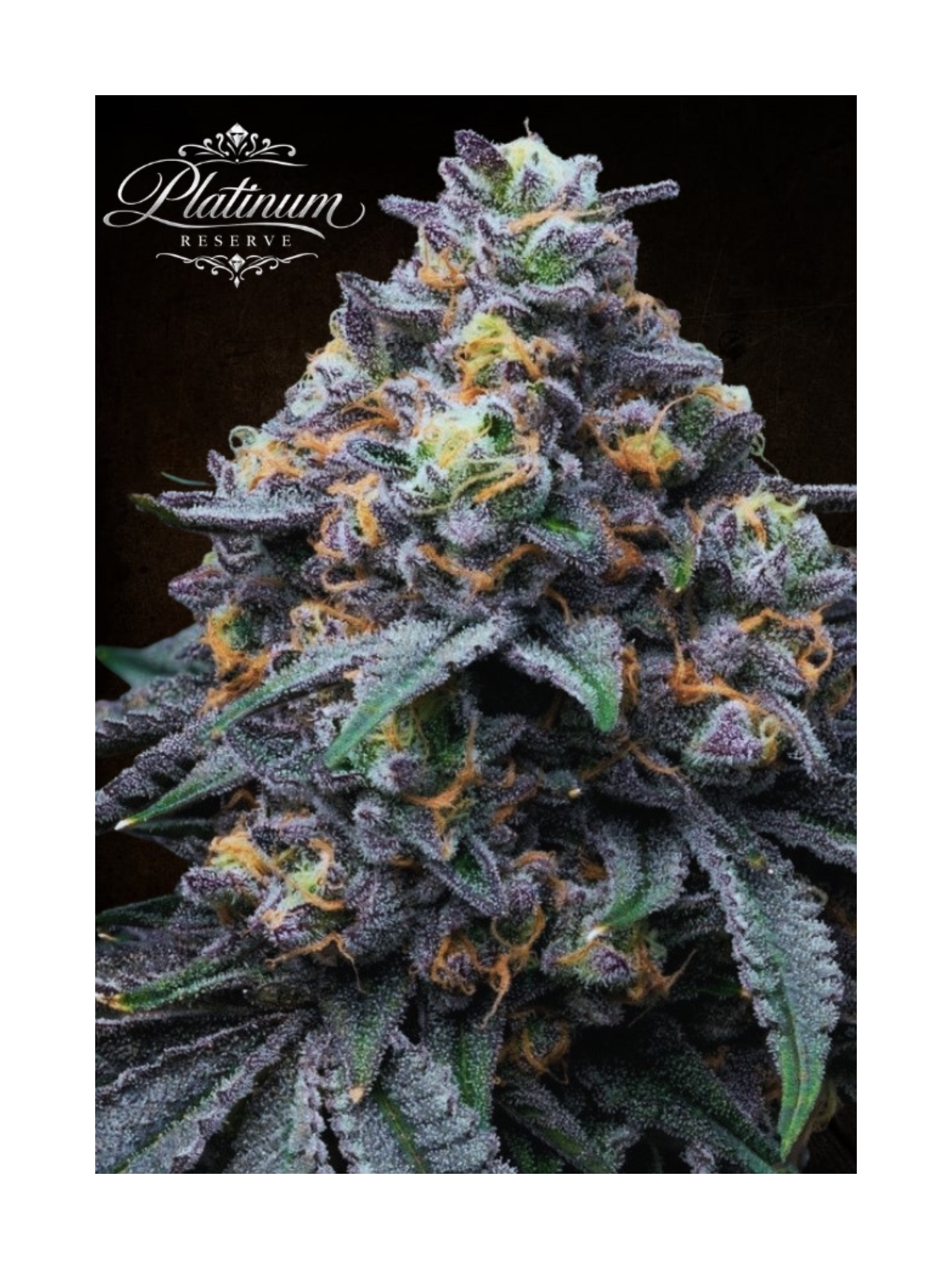 Platinum Reserve - Blackberry Obsidian Feminized