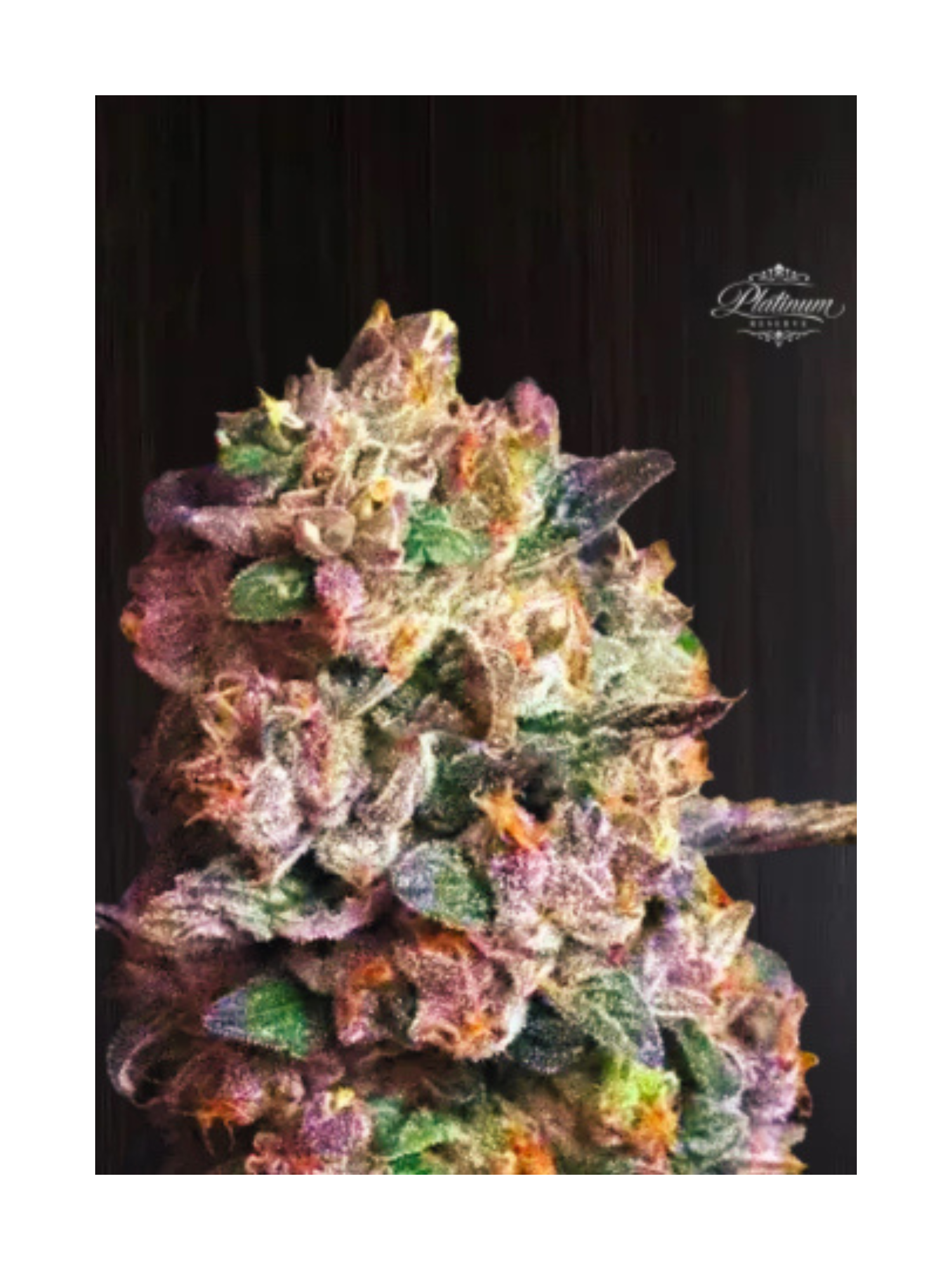 Platinum Reserve - Blush Sorbet Feminized