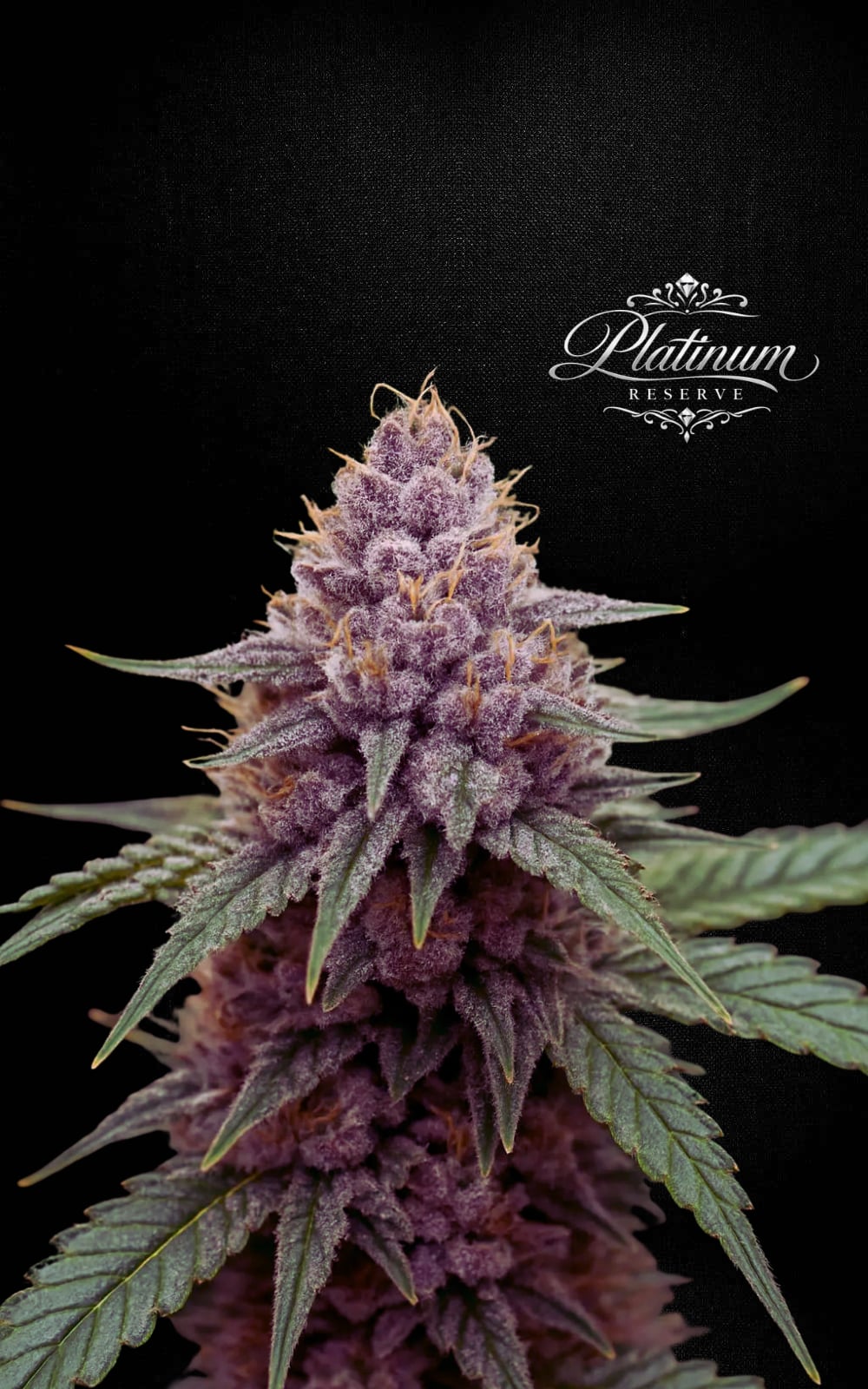 Platinum Reserve - Cherry Custard Feminized