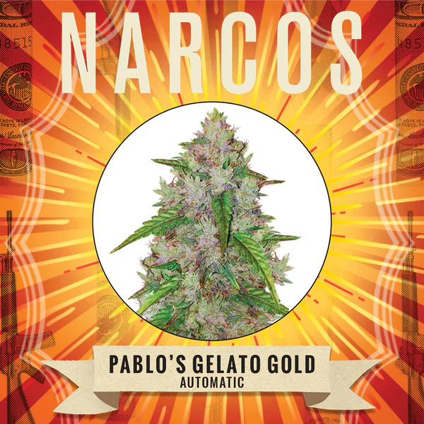 Narcos Seedbank - Pablo's Gelato Gold Auto Feminized Narcos Seedbank - Pablo's Gelato Gold Auto Feminized