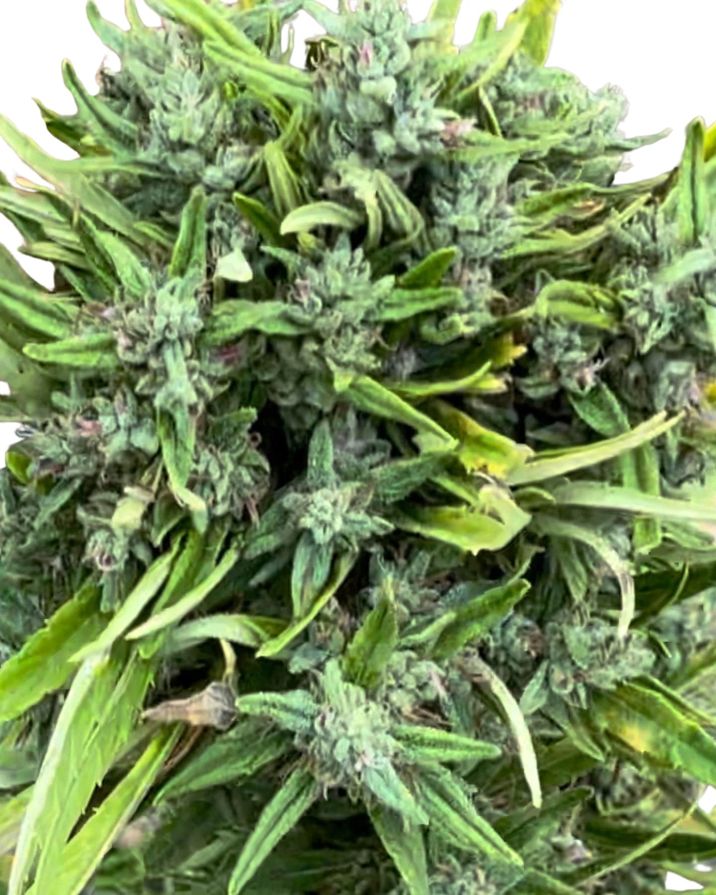 Scott Family Farms Panama Red Haze x Queen of Congo Haze Regular  