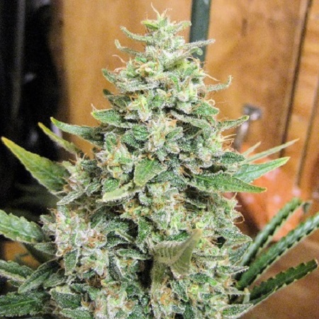 Malawi x Panama - Regular - Ace Seeds