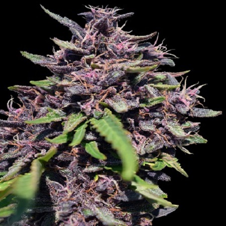 Panama x PCK - Feminized - Ace Seeds