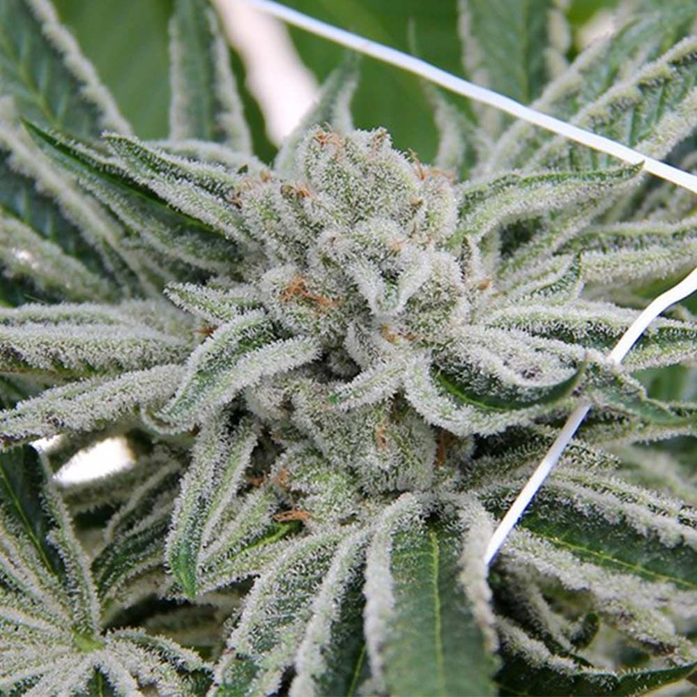 Seedism Seeds - Papaya Razzlez - Feminized Seedism Seeds - Papaya Razzlez - Feminized
