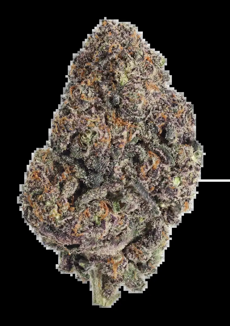 Fast Buds - Papayton - Feminised