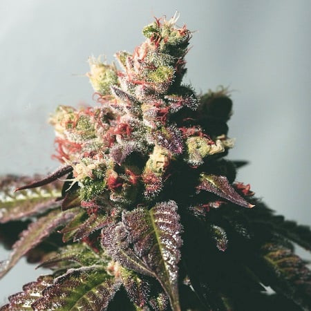 Cali Connection Seeds Passion Berry (The Gold Line) Feminized