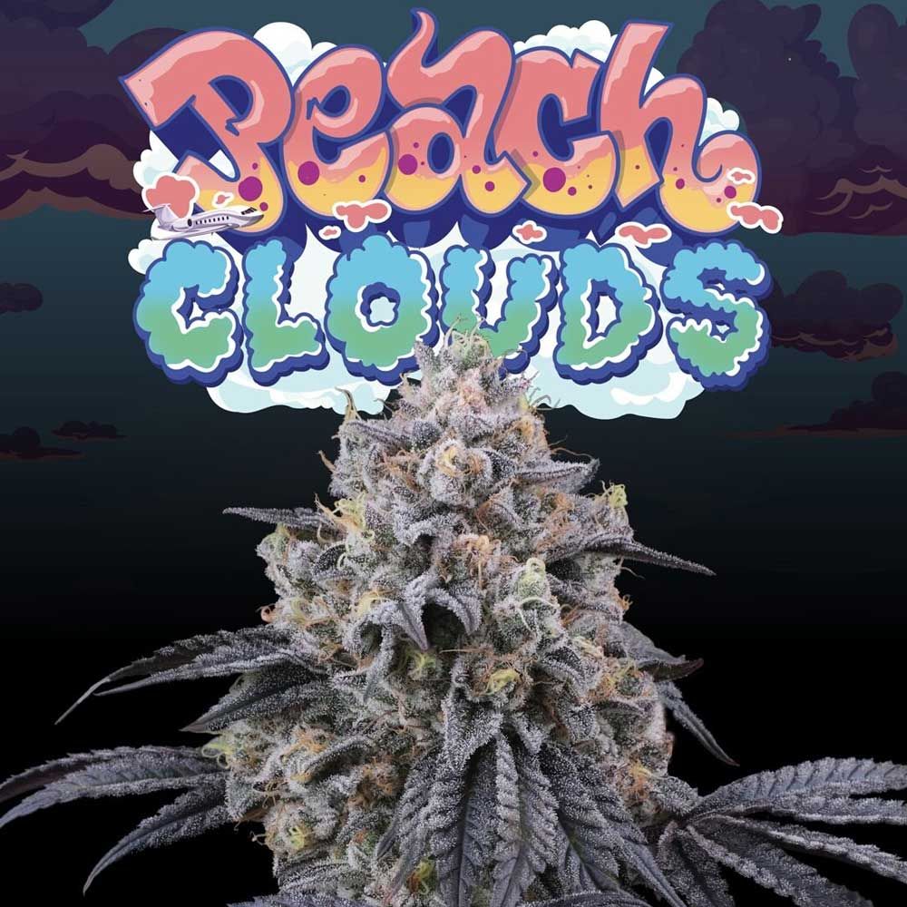 Perfect Tree - Peach Clouds - Feminized Perfect Tree - Peach Clouds - Feminized
