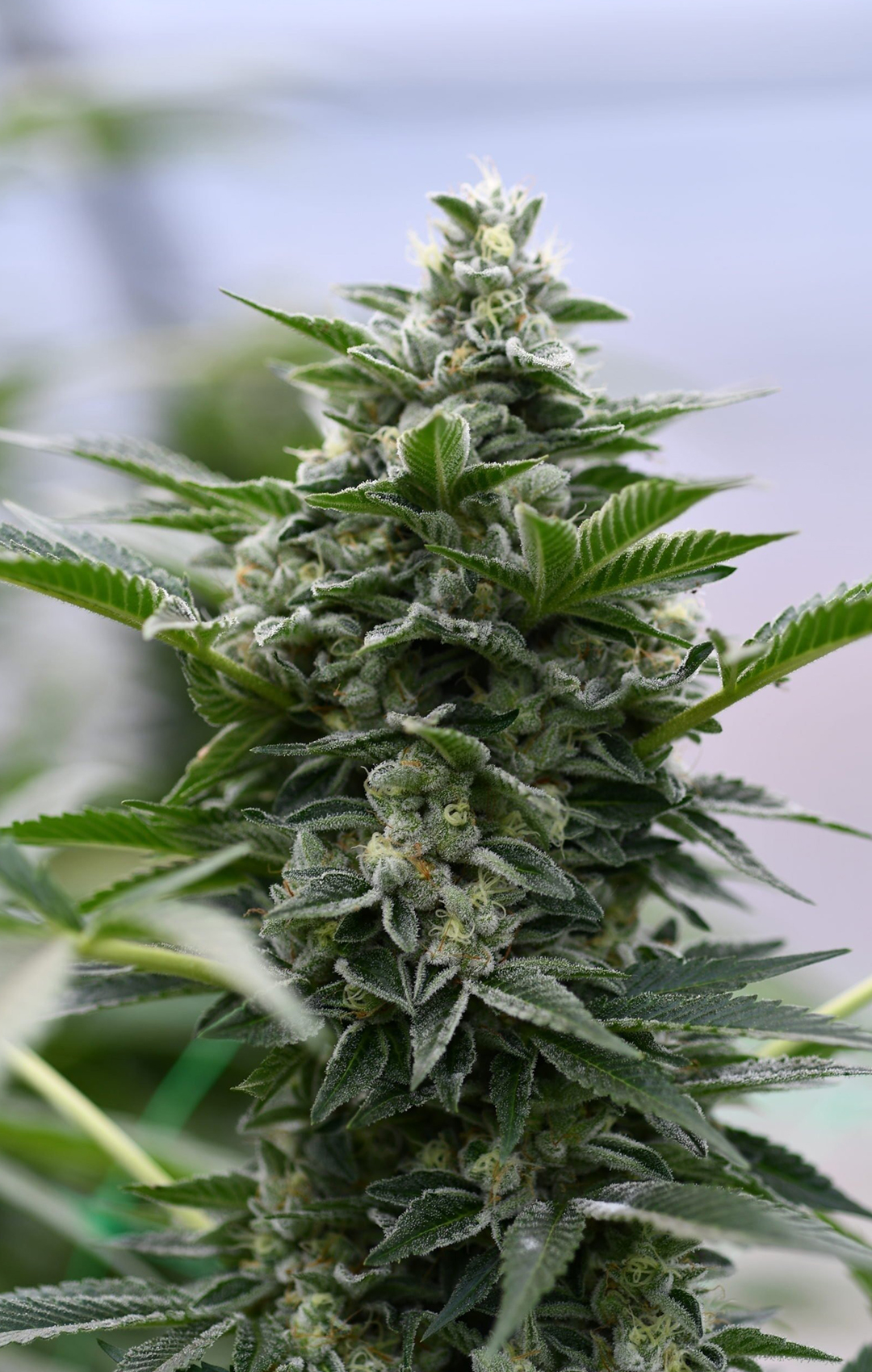 CBD Hemp Premium - Peach Goliath CBD - Feminized CBD Hemp Premium - Peach Goliath CBD - Feminized