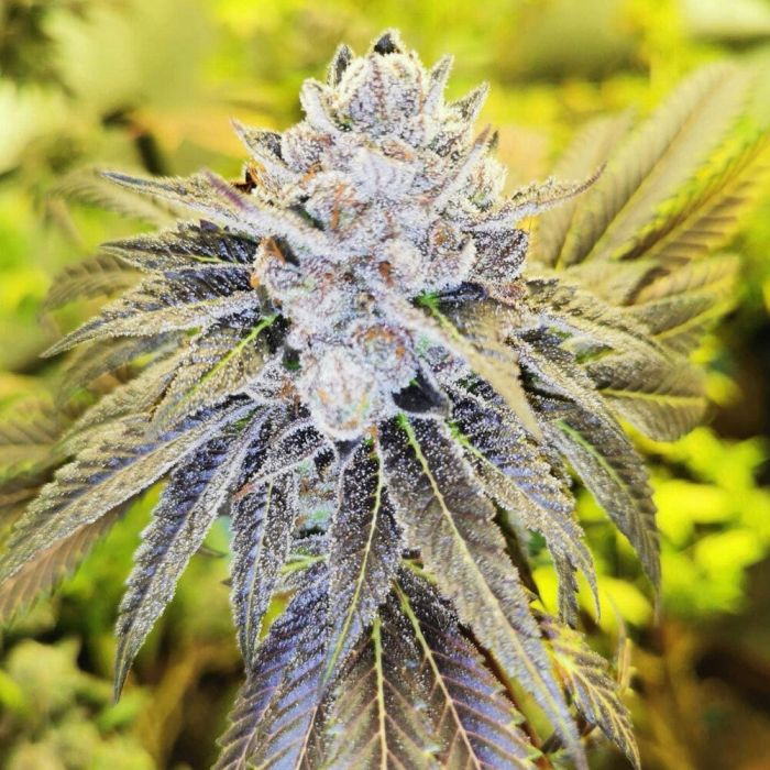 Pheno Finder Seeds - Peanut Dust Feminized