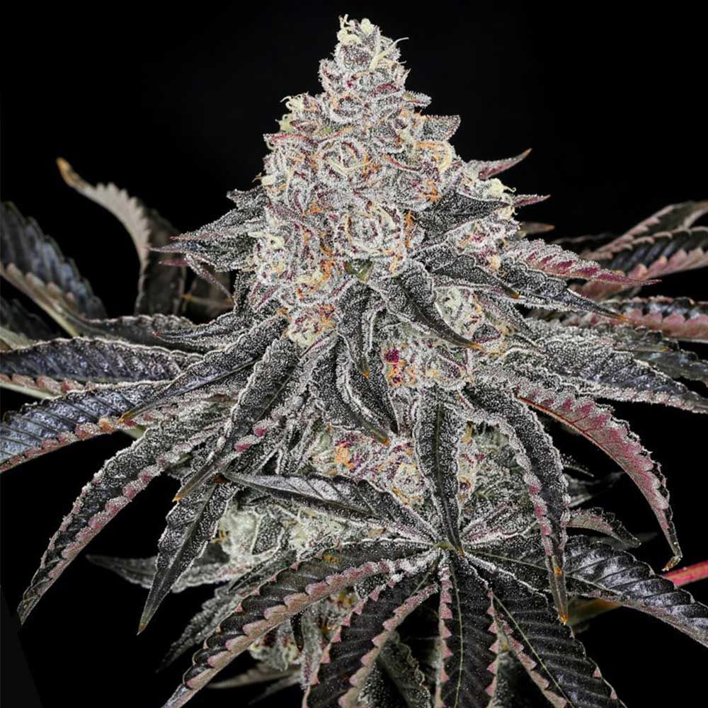 Compound Genetics - Permafunk - Feminized