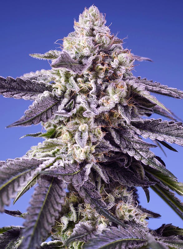 Sweet Seeds - Permanent Jealousy XL Auto - Feminized