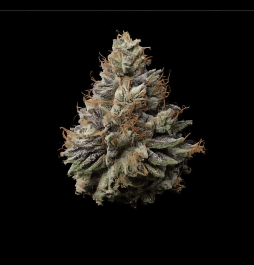 Terp Farmz - Permanent Marker Triploid - Feminised