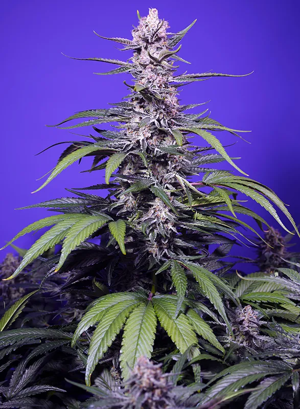 Sweet Seeds - Permanent Marker XL Auto - Feminized