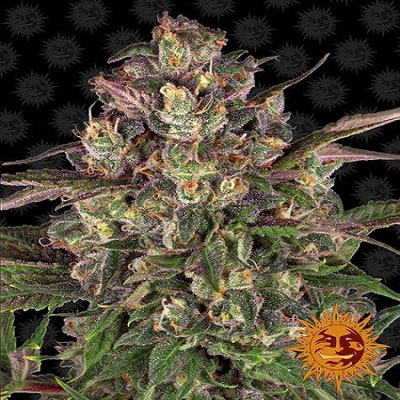 Peyote Critical - Feminized - Barney's Farm