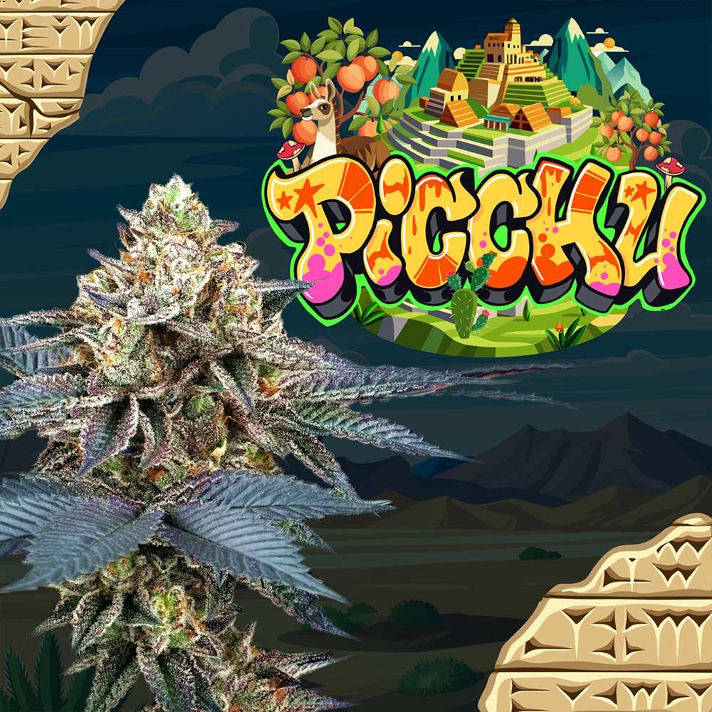 Perfect Tree Seeds - Picchu - Feminized Perfect Tree Seeds - Picchu - Feminized