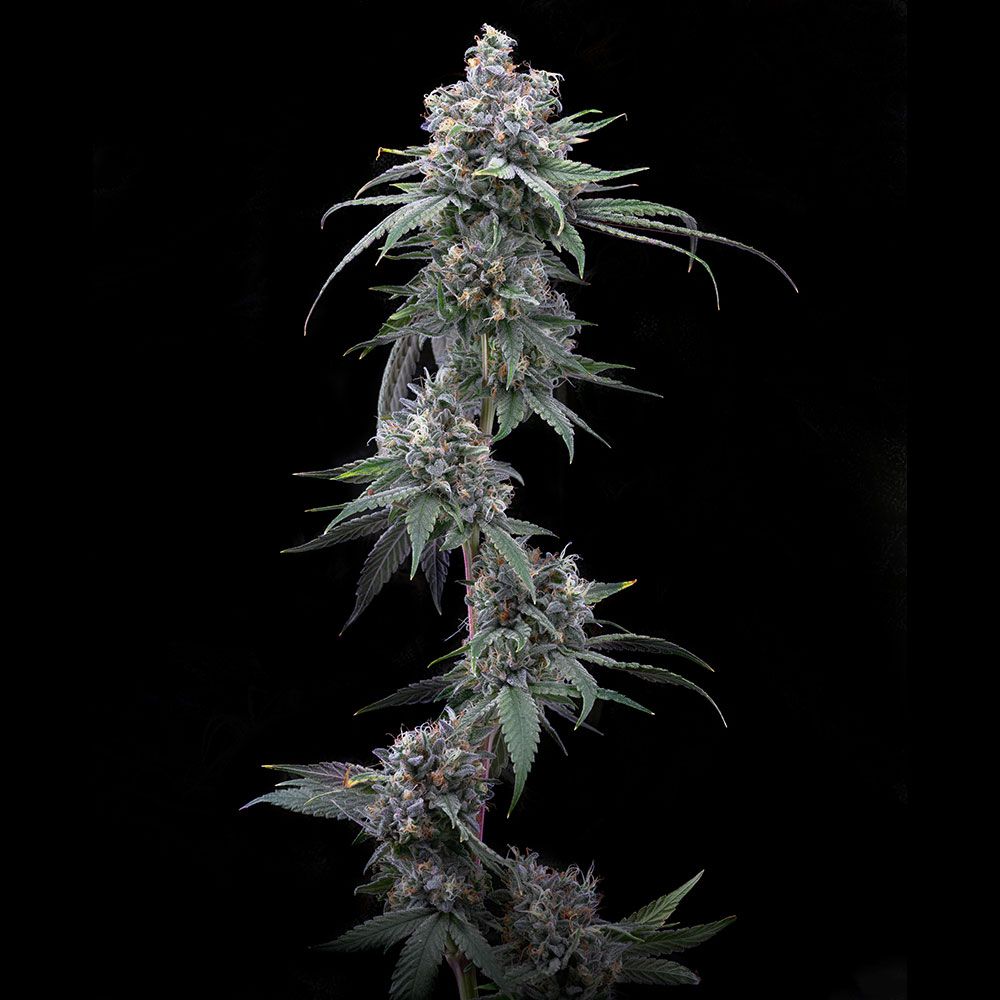 Cookies Seeds - Pie Piss - Feminized Cookies Seeds - Pie Piss - Feminized