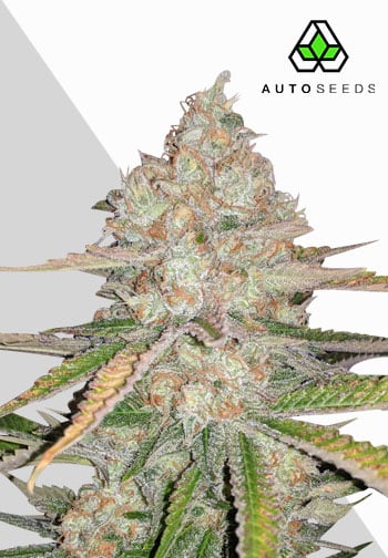 Auto Seeds - Pineapple Express Auto Feminised