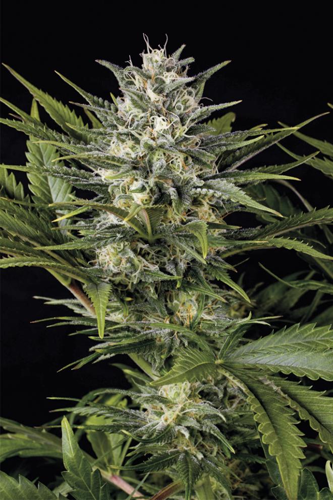 Humboldt Seed Organisation Pineapple Skunk Feminized 