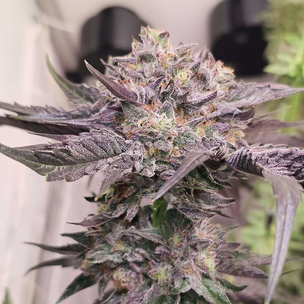 Karma Genetics Seeds - Pink Bacio - Feminized