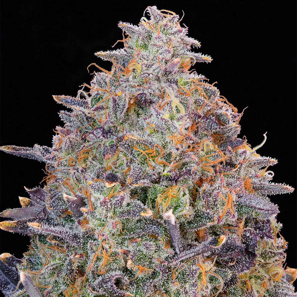 Grounded Genetics - Pink Chai Feminized