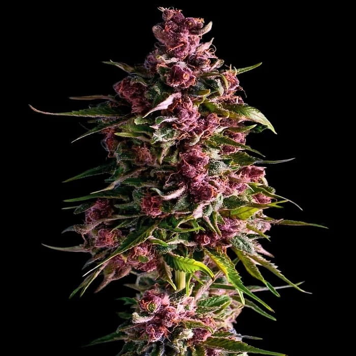 Empire Seeds - Pink Empire - Feminized Empire Seeds - Pink Empire - Feminized