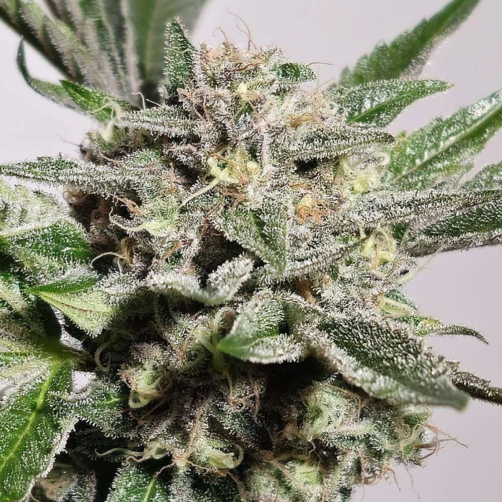 Karma Genetics Seeds - Pink Fritter - Feminized